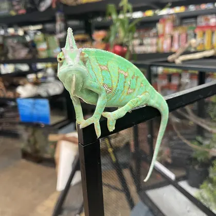 High Desert Pet Shop, business photo 4